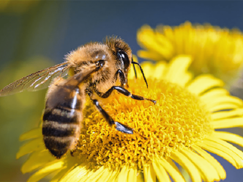 Venta de miel de abeja en Puebla