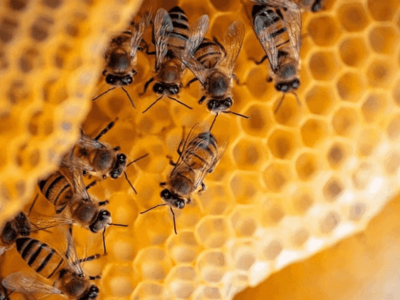 Venta de miel de abeja en Puebla