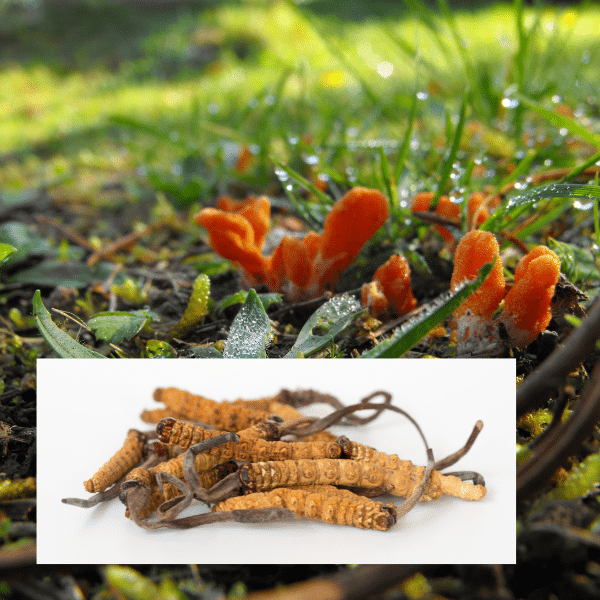 Hongo Cordyceps